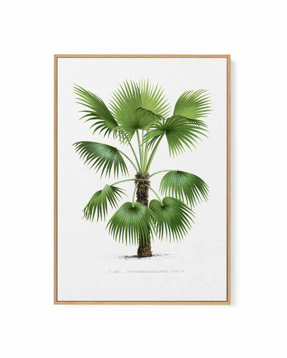 Trithrinax Brasiliensis Vintage Palm Poster | Framed Canvas Art Print from Olive et Oriel where you can shop wallpaper and artworks online