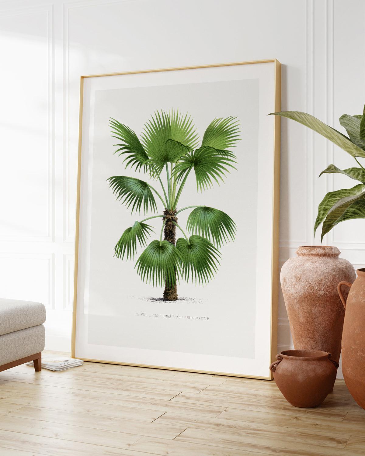 Trithrinax Brasiliensis Vintage Palm Poster Art Print