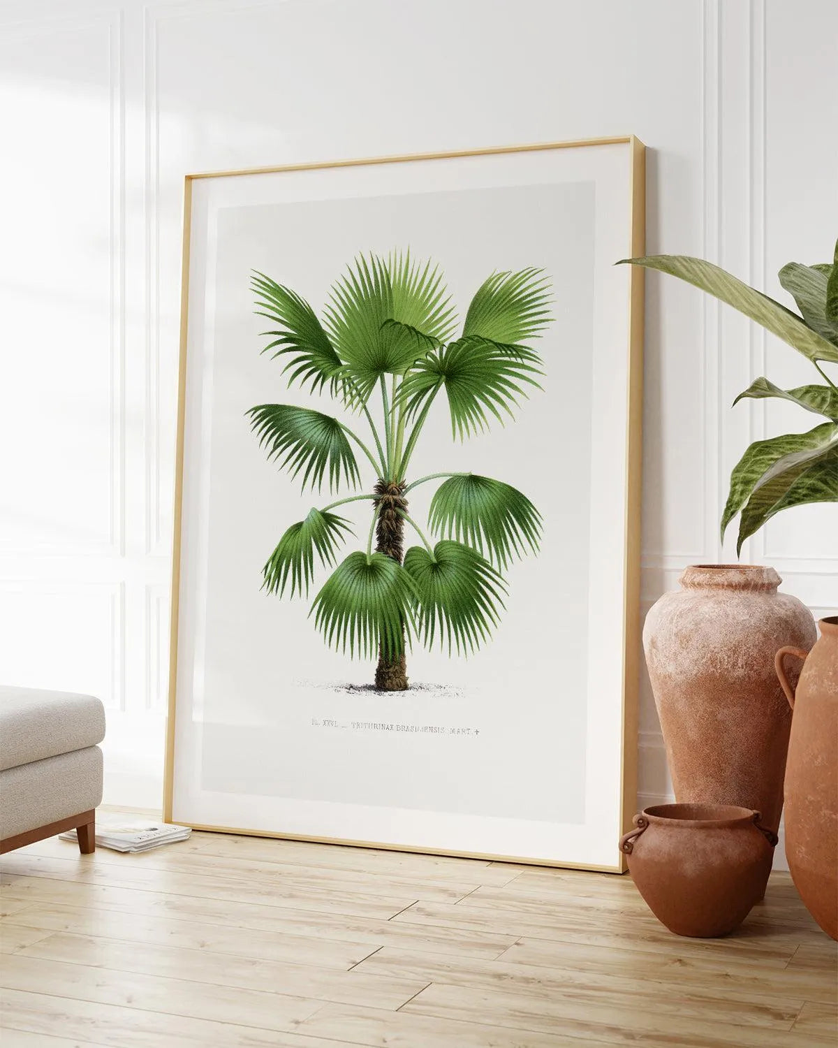 Trithrinax Brasiliensis Vintage Palm Poster Art Print from Olive et Oriel where you can shop wallpaper and artworks online