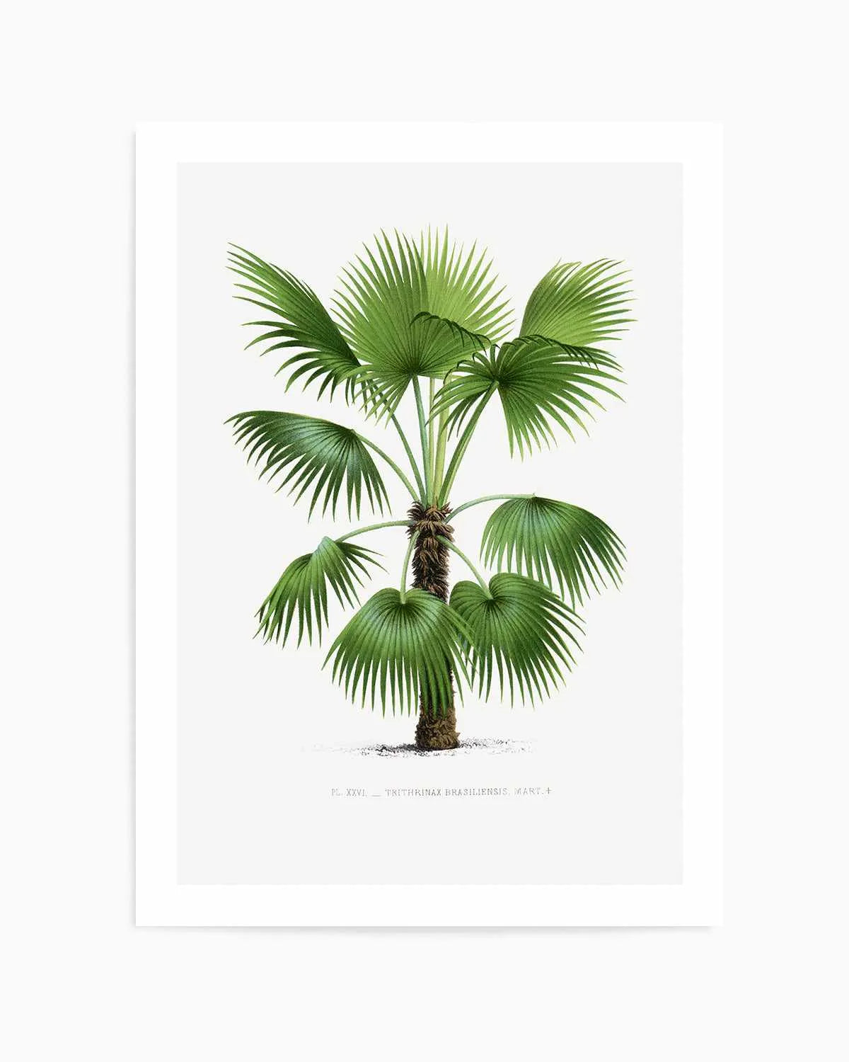 Trithrinax Brasiliensis Vintage Palm Poster Art Print from Olive et Oriel where you can shop wallpaper and artworks online