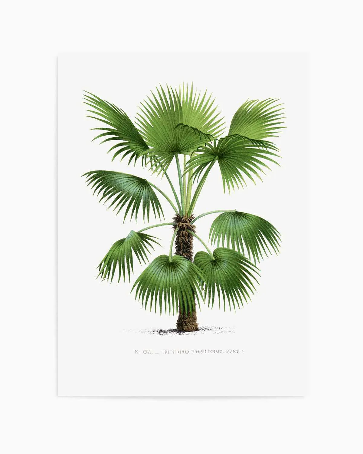 Trithrinax Brasiliensis Vintage Palm Poster Art Print from Olive et Oriel where you can shop wallpaper and artworks online
