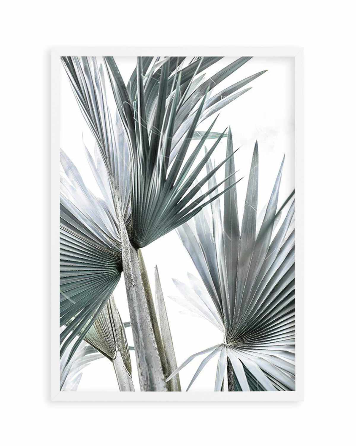 Tropical Palm II Art Print