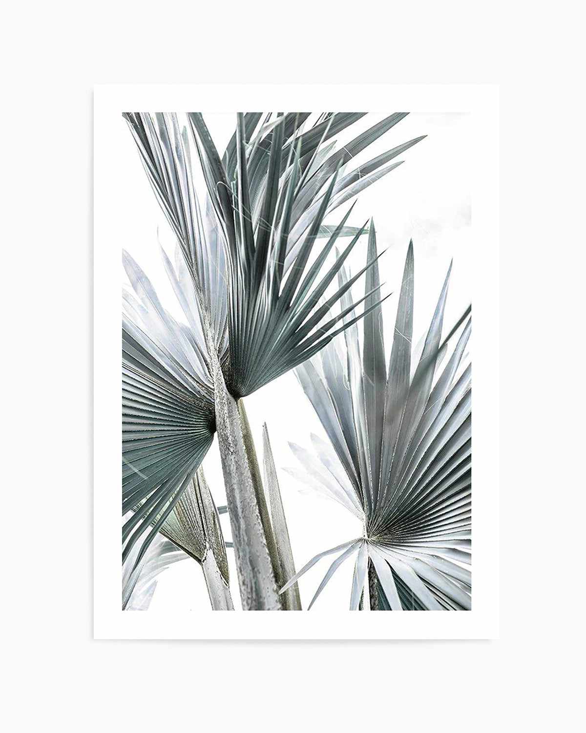 Tropical Palm II Art Print