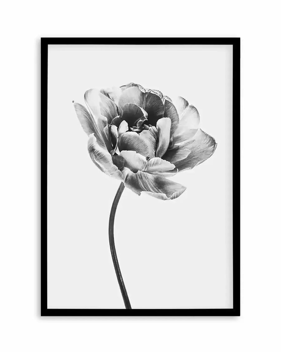 Framed black and white photograph of a tulip with a black frame and white border. The composition features a single tulip bloom with many layered petals, captured in sharp detail against a plain white background. The stem is visible, curving gently upwards to the flower.