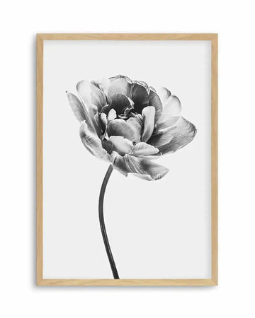 Framed black and white photograph of a single tulip in full bloom, displayed in a natural oak frame with white border. The tulip's petals are ruffled and layered, creating a rich texture and deep shadows, with a long, slender stem curving upwards from the bottom of the frame.