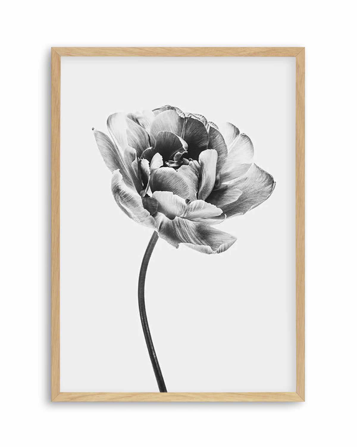 Tulip en Noir Art Print