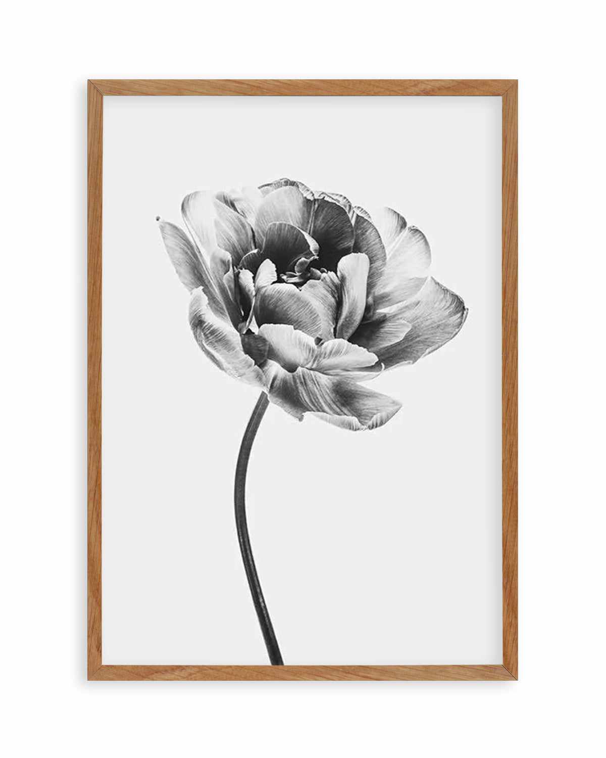 Tulip en Noir Art Print