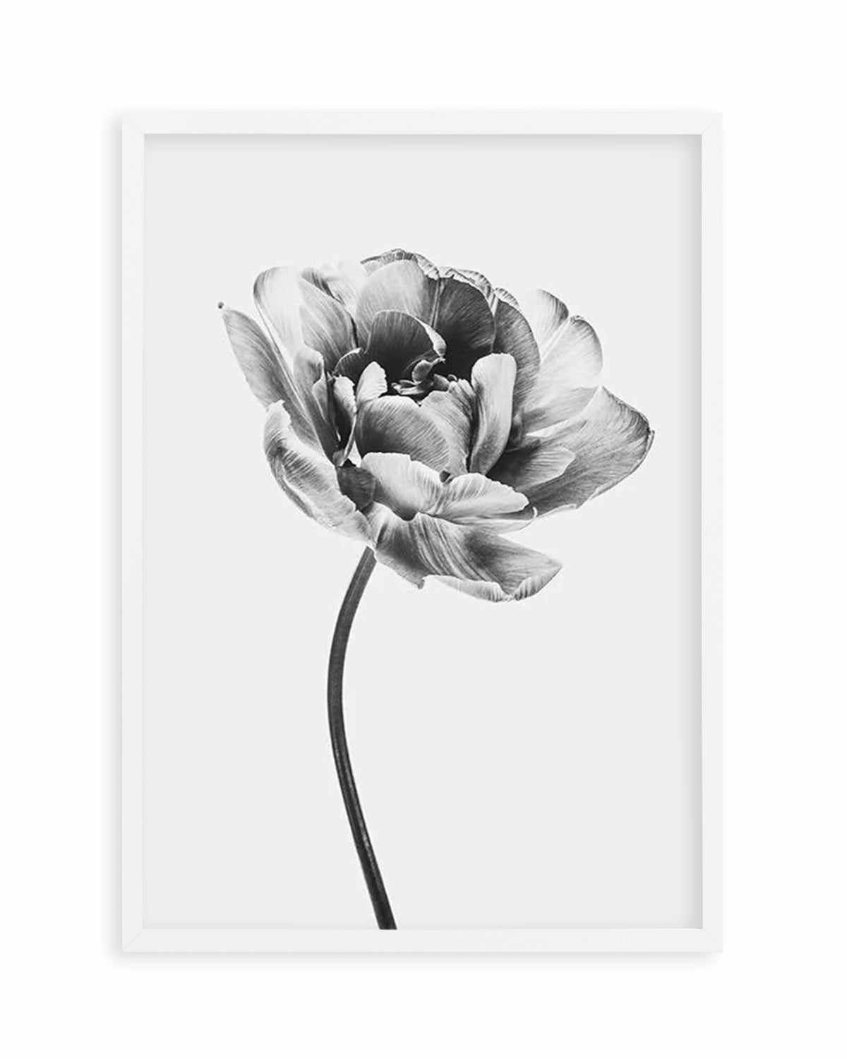 Tulip en Noir Art Print