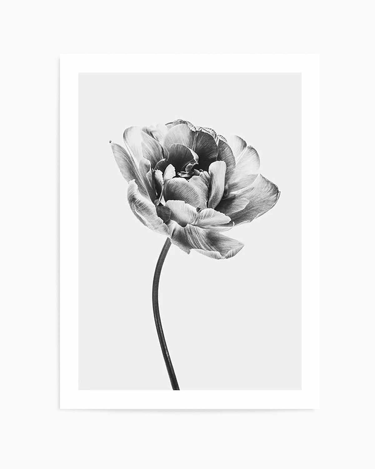 Tulip en Noir Art Print