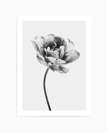 Framed black and white photograph of a single tulip flower with a natural wood frame and white border. The tulip, captured in close-up, features numerous soft, ruffled petals with varying shades of grey and white, creating depth and texture. A slender, curved stem extends downwards from the bloom.