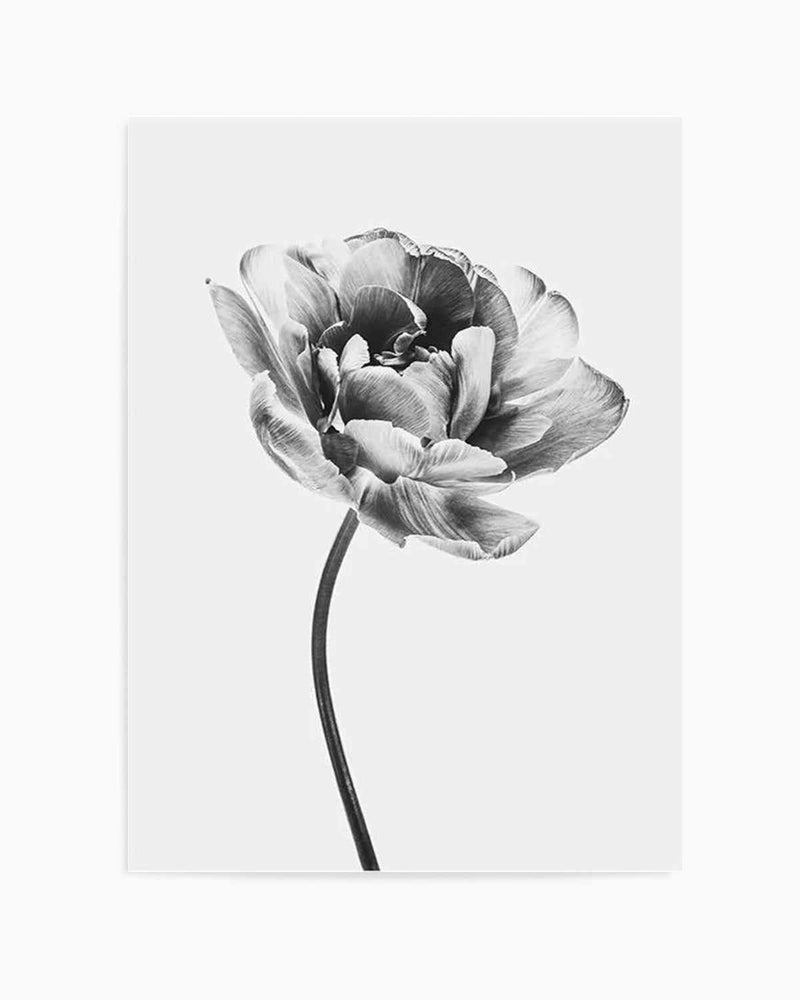 Tulip en Noir Art Print