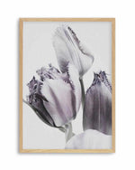 Tulips in Violet Art Print