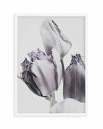 Tulips in Violet Art Print
