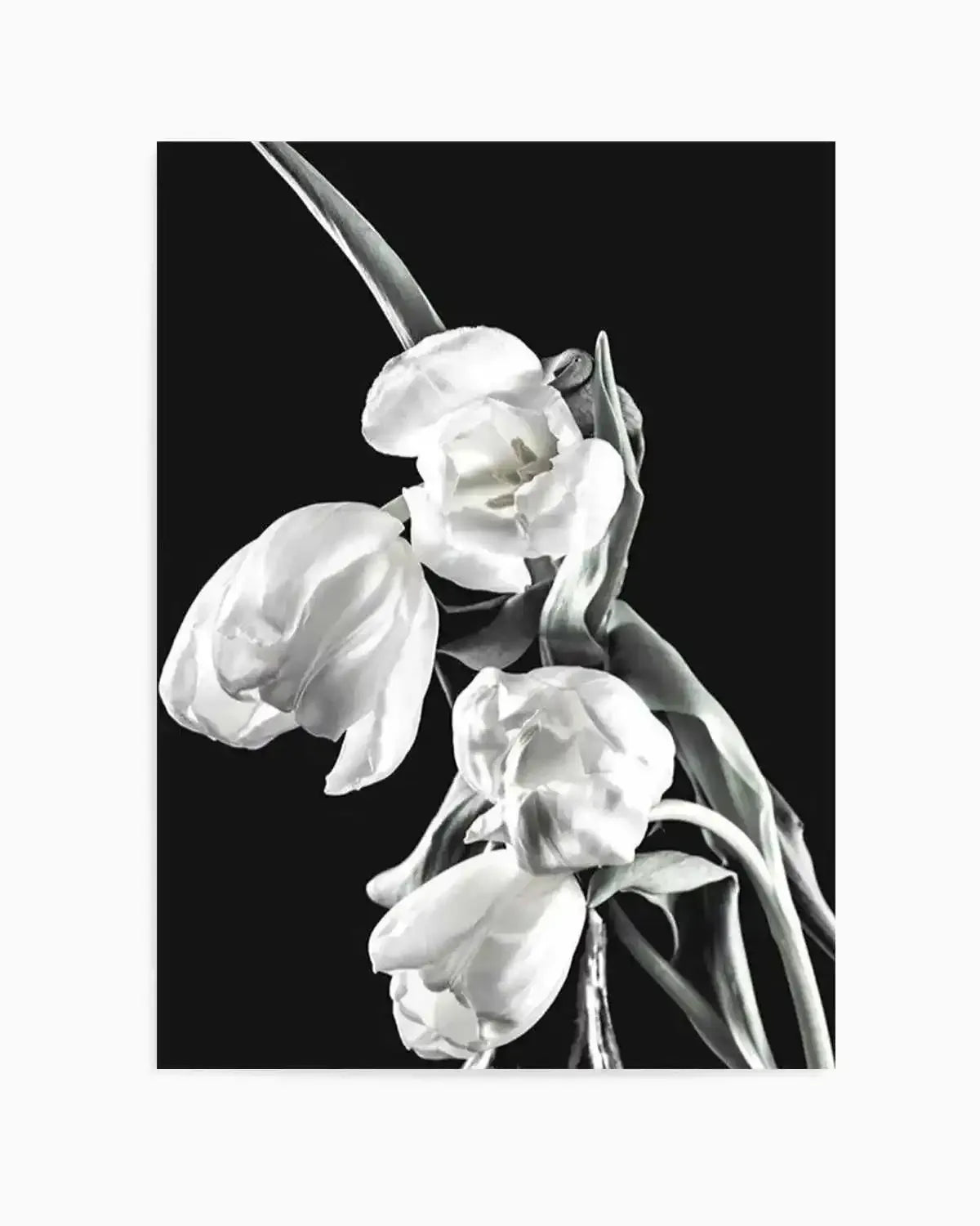 Tulips on Black I Art Print from Olive et Oriel where you can shop wallpaper and artworks online