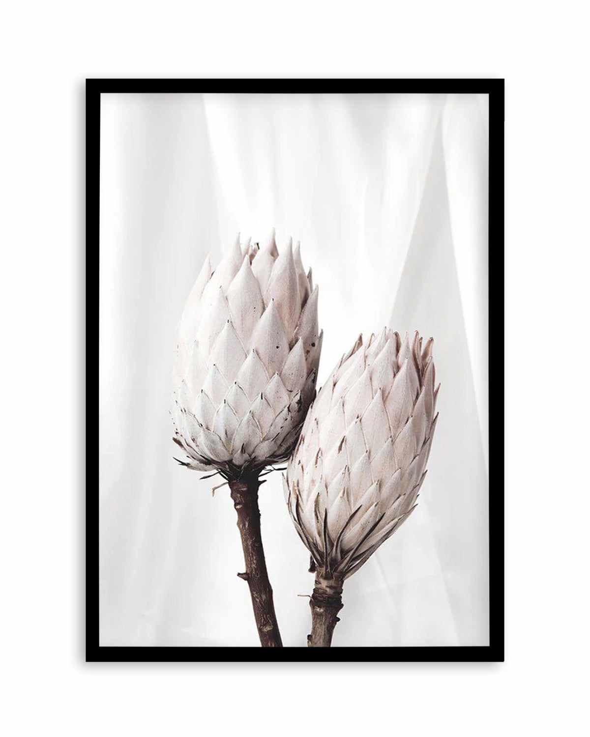 Twin Protea Art Print