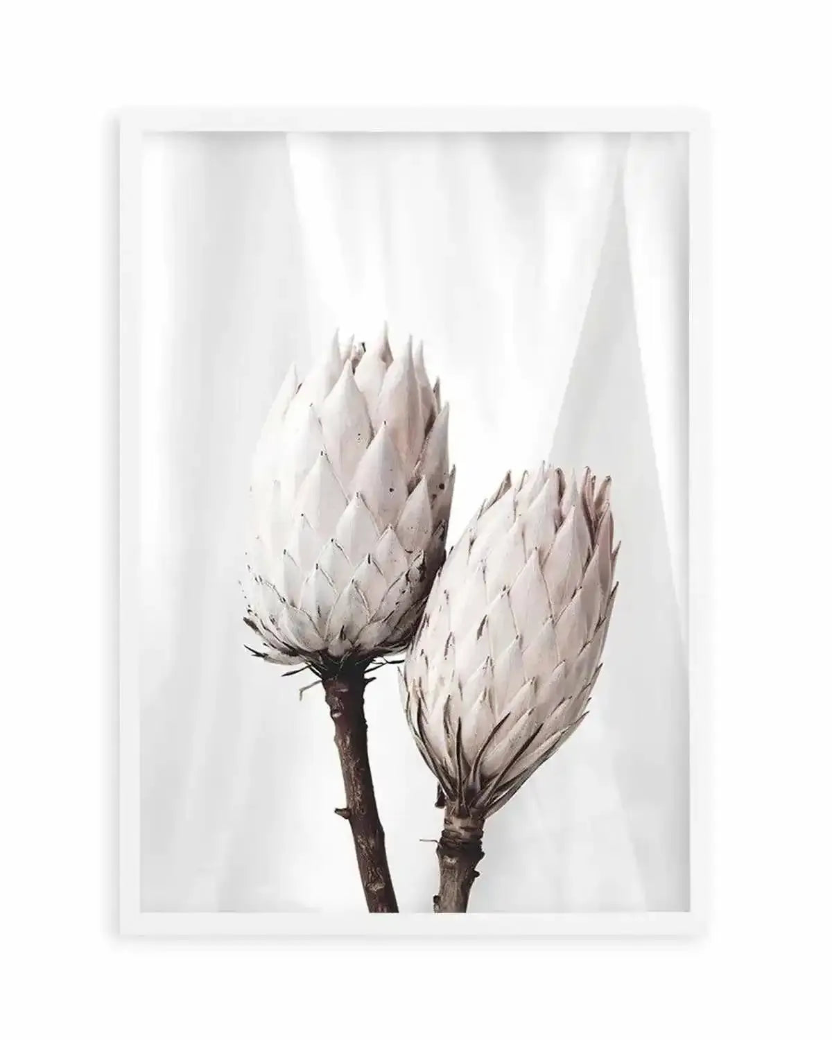 Twin Protea Art Print from Olive et Oriel where you can shop wallpaper and artworks online