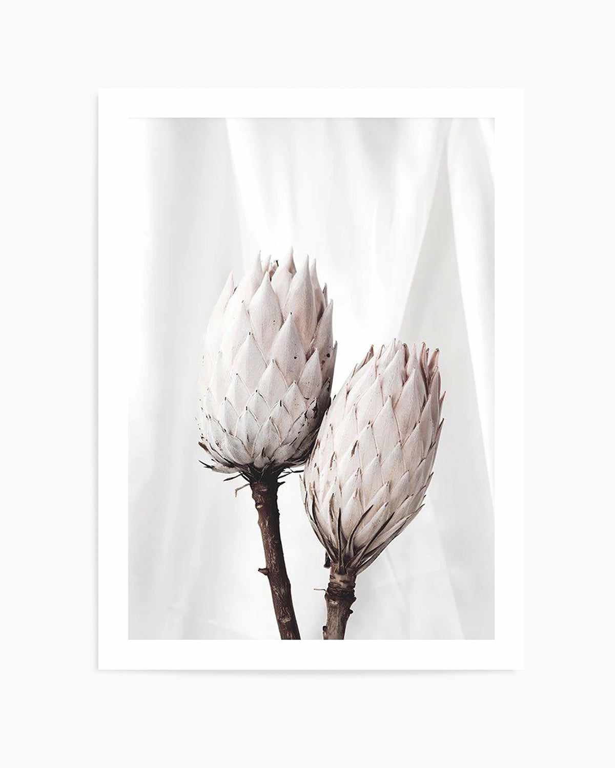 Twin Protea Art Print