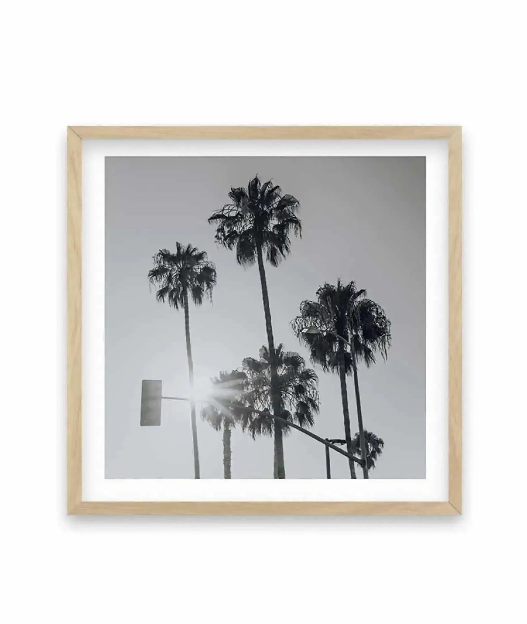Venice Palms | B&W SQ Art Print-PRINT-Olive et Oriel-Olive et Oriel-70x70 cm | 27.5" x 27.5"-Oak-With White Border-Buy-Australian-Art-Prints-Online-with-Olive-et-Oriel-Your-Artwork-Specialists-Austrailia-Decorate-With-Coastal-Photo-Wall-Art-Prints-From-Our-Beach-House-Artwork-Collection-Fine-Poster-and-Framed-Artwork