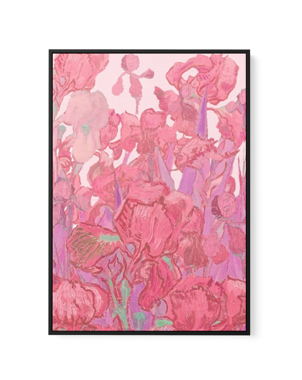 Vibrant Pink Irises by Mathieu Jeuf | Framed Canvas Art Print