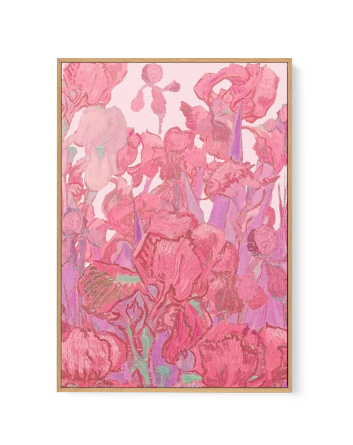 Vibrant Pink Irises by Mathieu Jeuf | Framed Canvas Art Print
