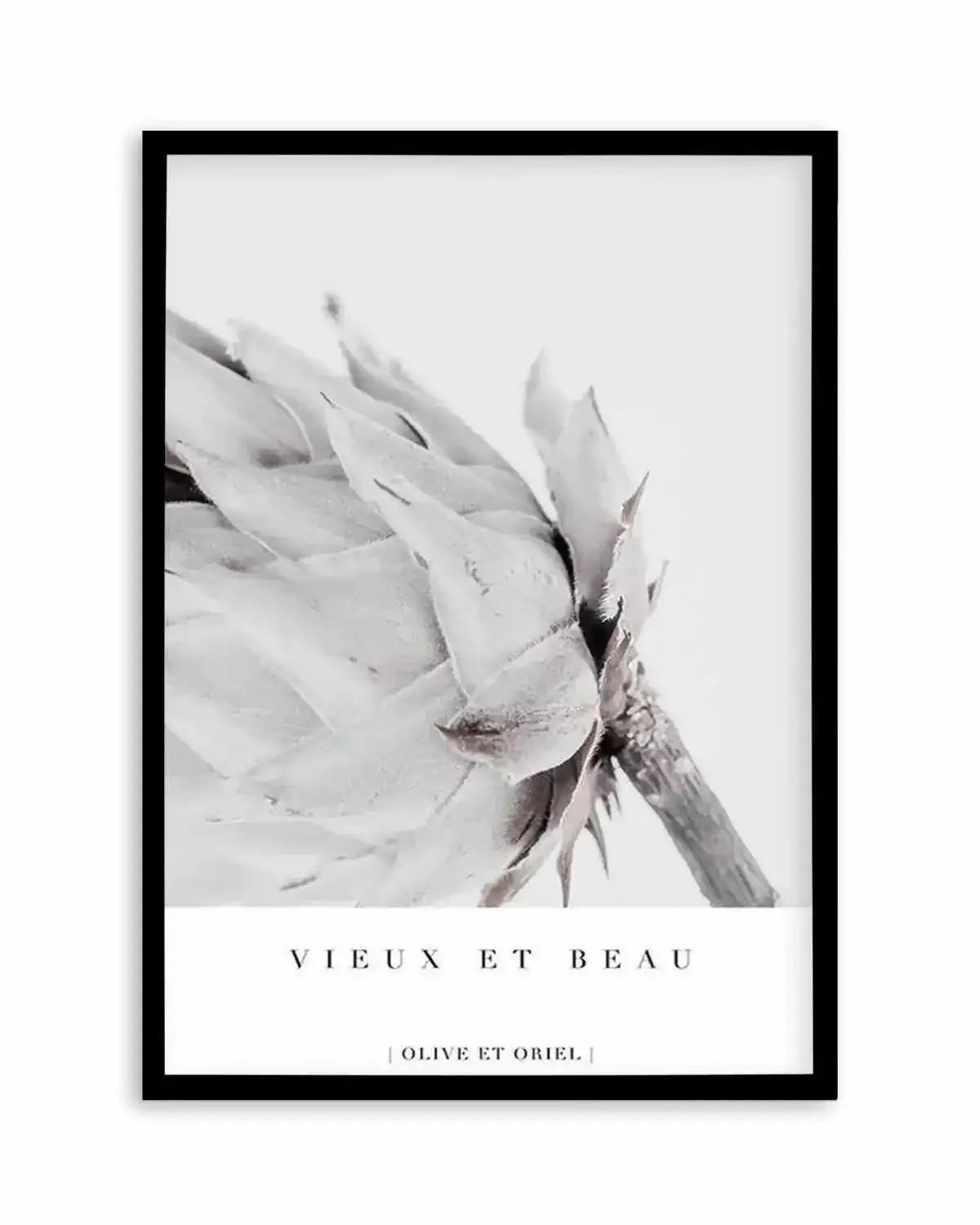 Vieux Et Beau | King Protea Art Print from Olive et Oriel where you can shop wallpaper and artworks online