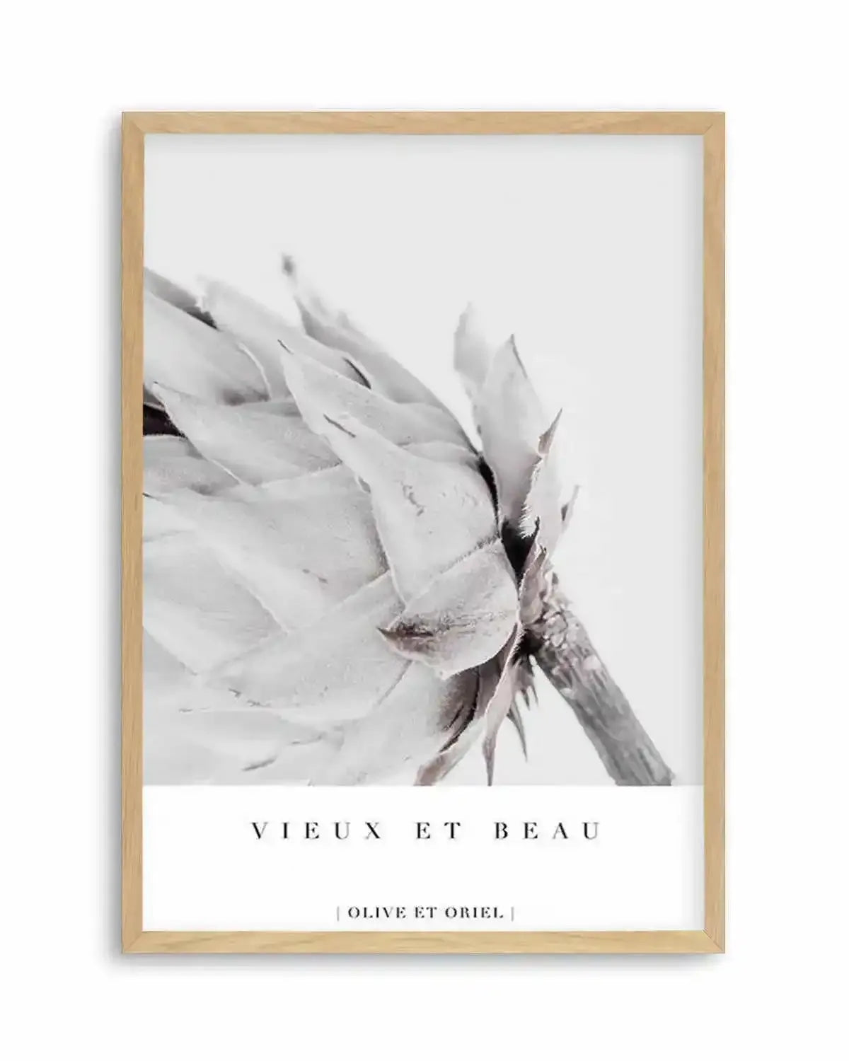 Vieux Et Beau | King Protea Art Print from Olive et Oriel where you can shop wallpaper and artworks online