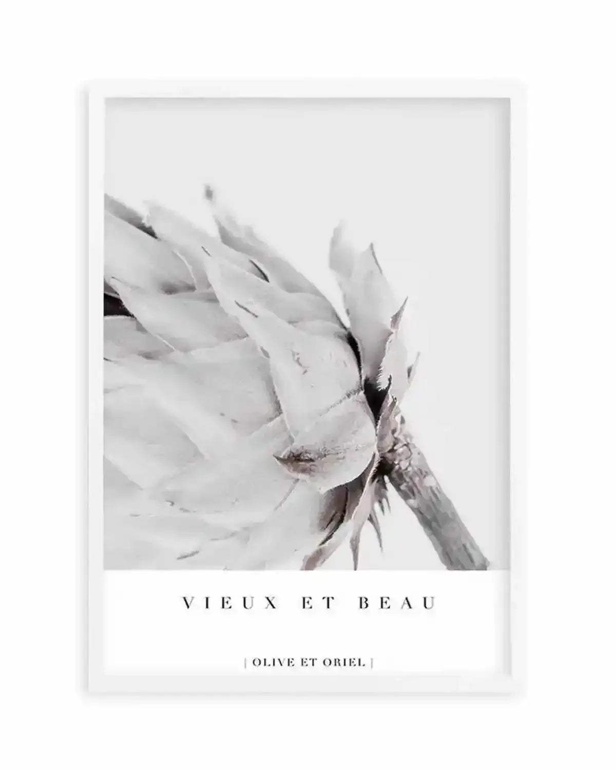 Vieux Et Beau | King Protea Art Print from Olive et Oriel where you can shop wallpaper and artworks online