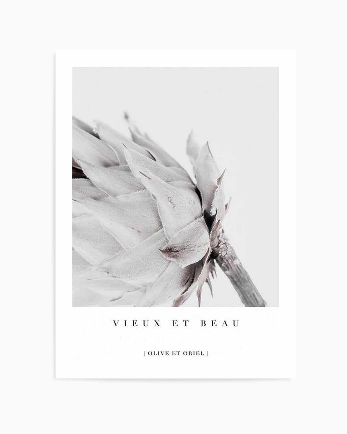 Vieux Et Beau | King Protea Art Print