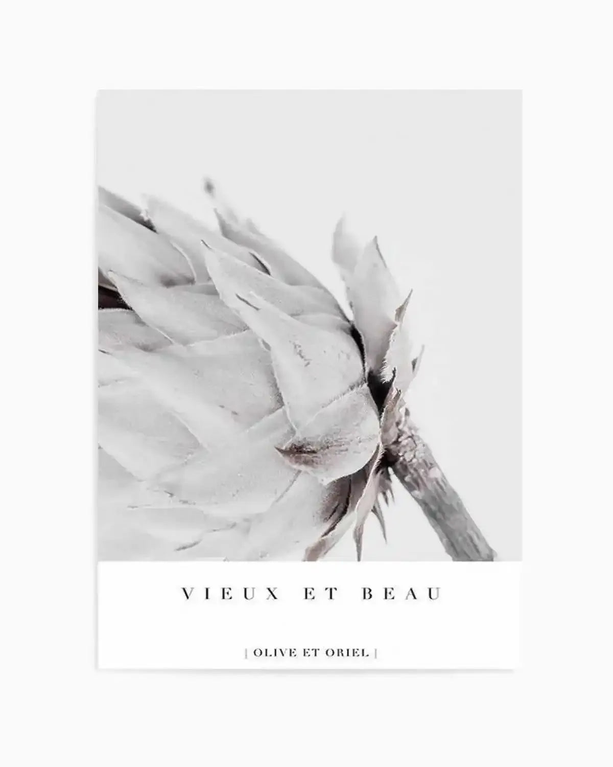 Vieux Et Beau | King Protea Art Print from Olive et Oriel where you can shop wallpaper and artworks online
