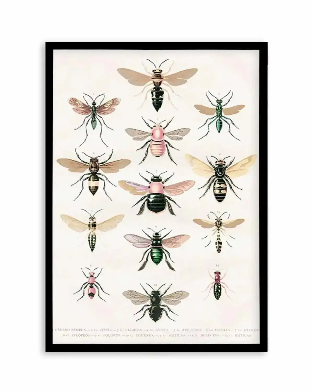 Vintage Bee Chart Art Print from Olive et Oriel where you can shop wallpaper and artworks online