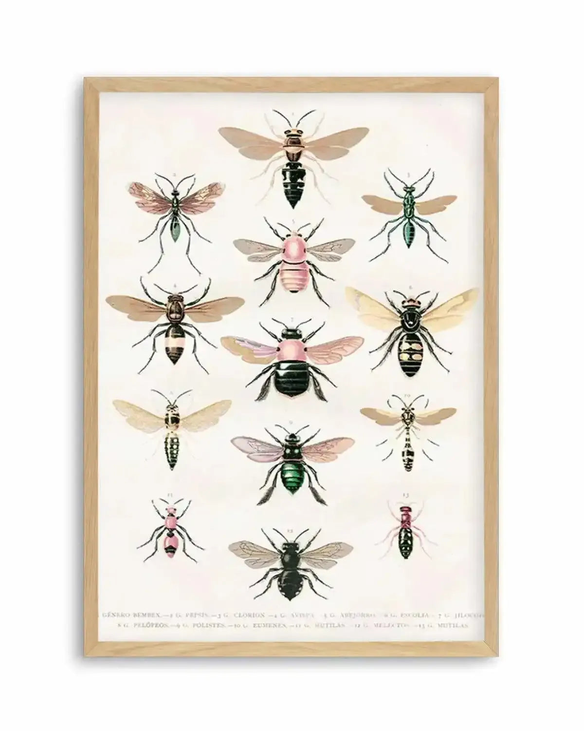 Vintage Bee Chart Art Print from Olive et Oriel where you can shop wallpaper and artworks online