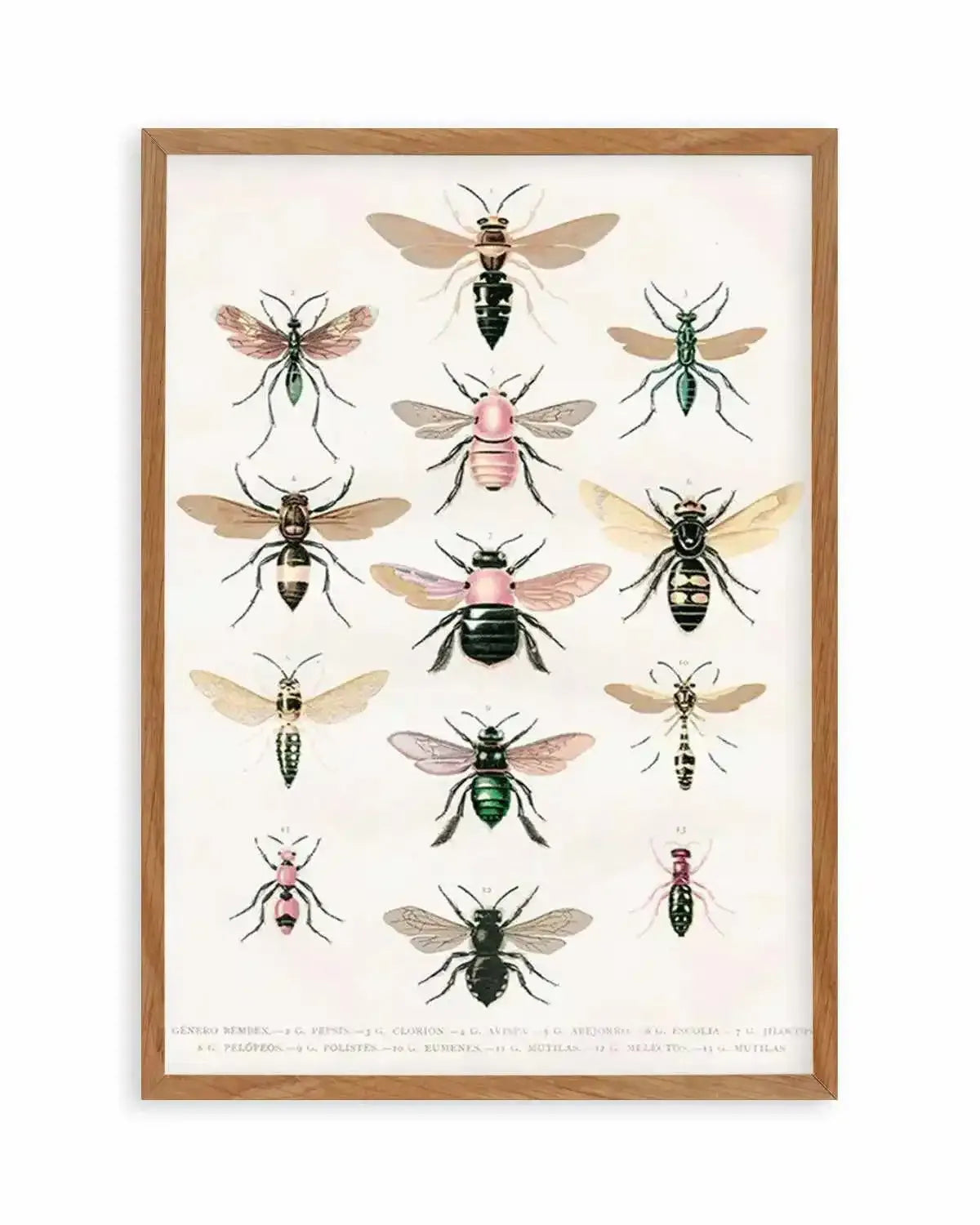 Vintage Bee Chart Art Print from Olive et Oriel where you can shop wallpaper and artworks online