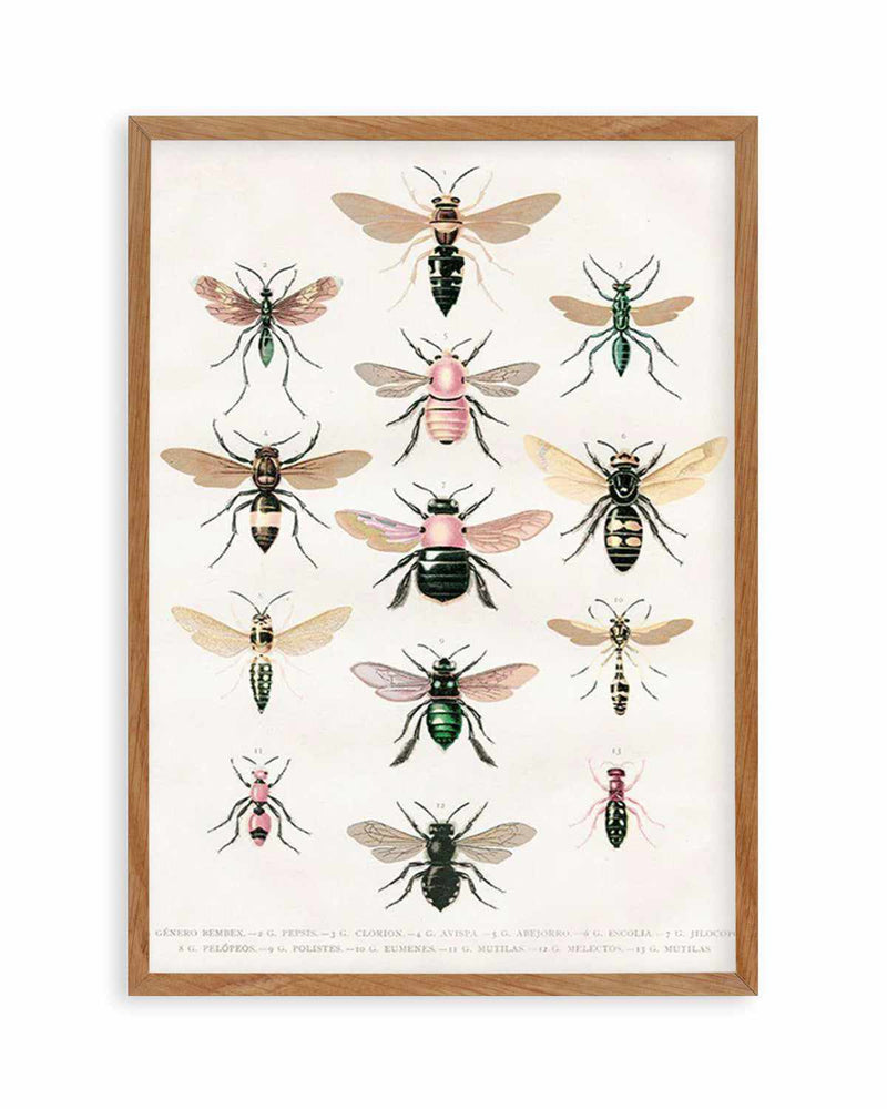 Vintage Bee Chart Art Print