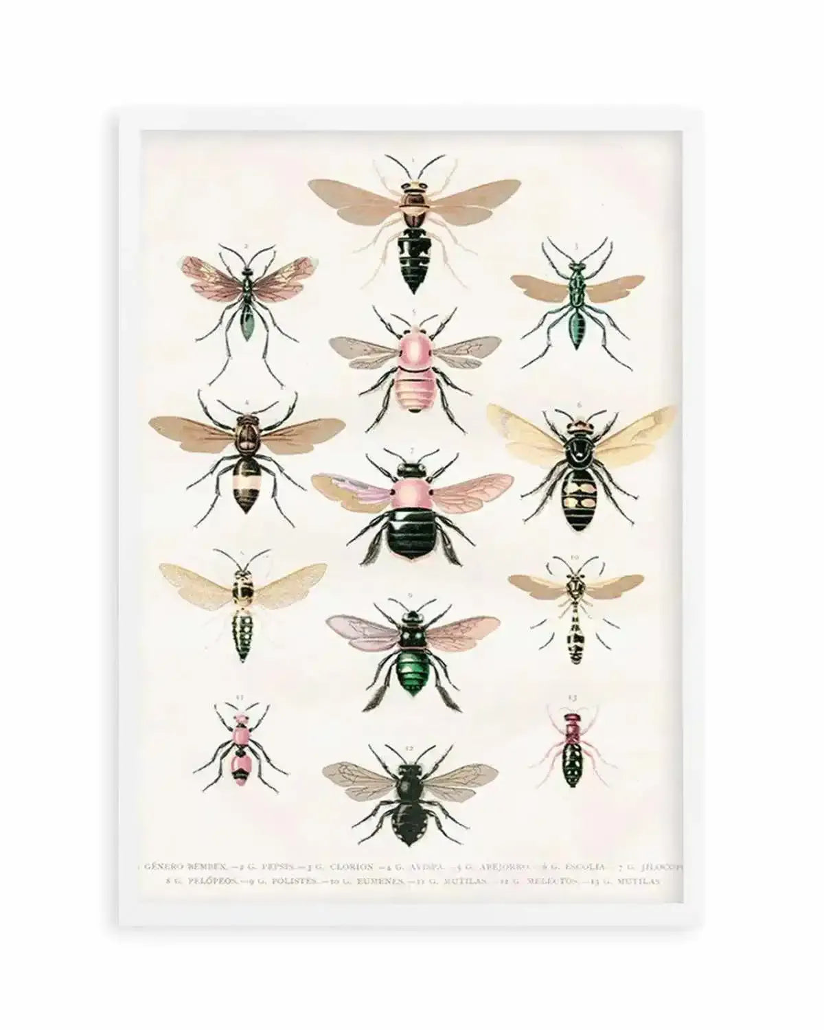 Vintage Bee Chart Art Print from Olive et Oriel where you can shop wallpaper and artworks online