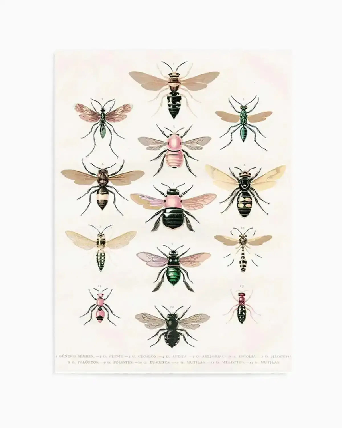 Vintage Bee Chart Art Print from Olive et Oriel where you can shop wallpaper and artworks online