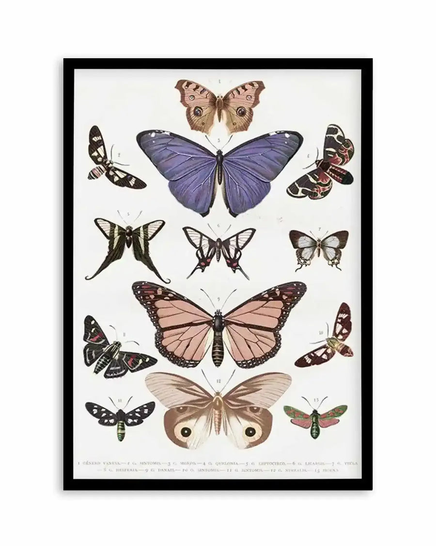Vintage illustration art print featuring twelve detailed butterfly and moth specimens arranged on a white background, displayed in a black frame with a white border. The specimens include a large central purple butterfly, a large pink butterfly, and various smaller moths and butterflies in shades of brown, black, and green, all with intricate wing patterns and antennae.
