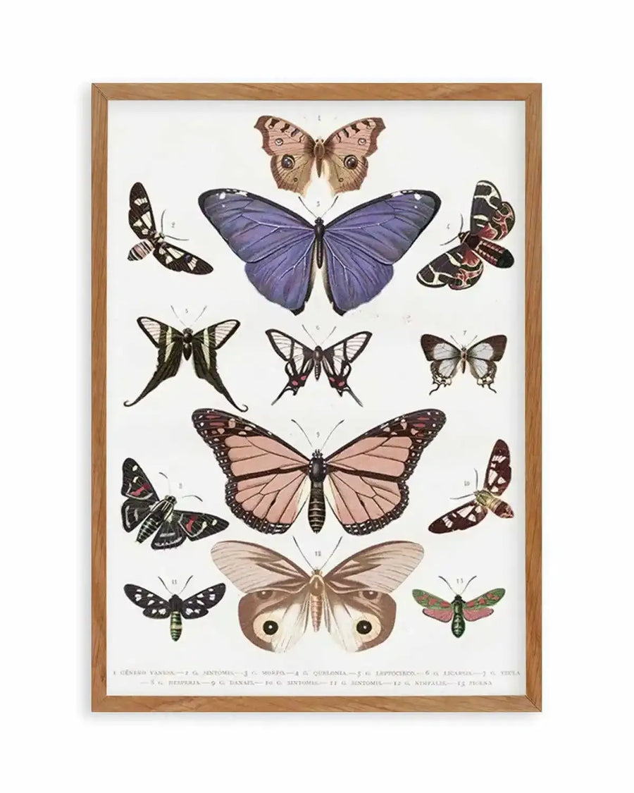 Vintage Butterfly Chart Art Print from Olive et Oriel where you can shop wallpaper and artworks online