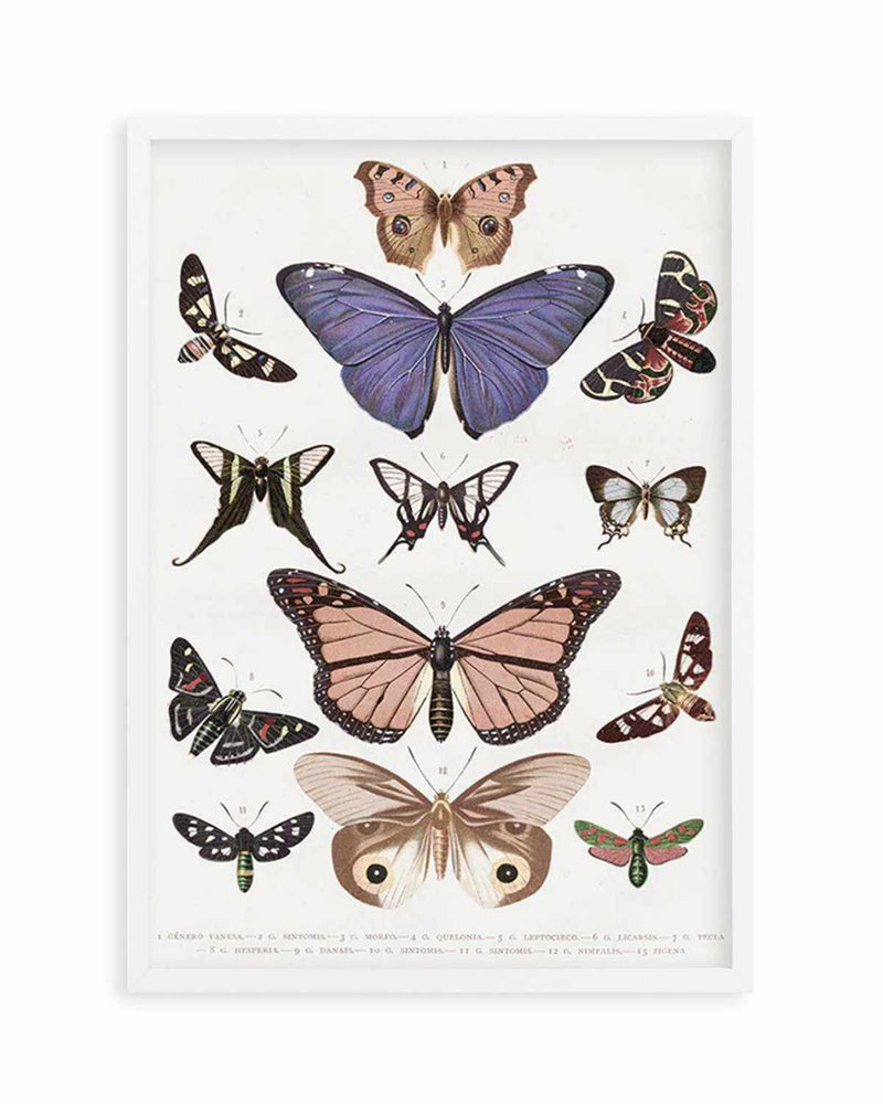 Vintage Butterfly Chart Art Print