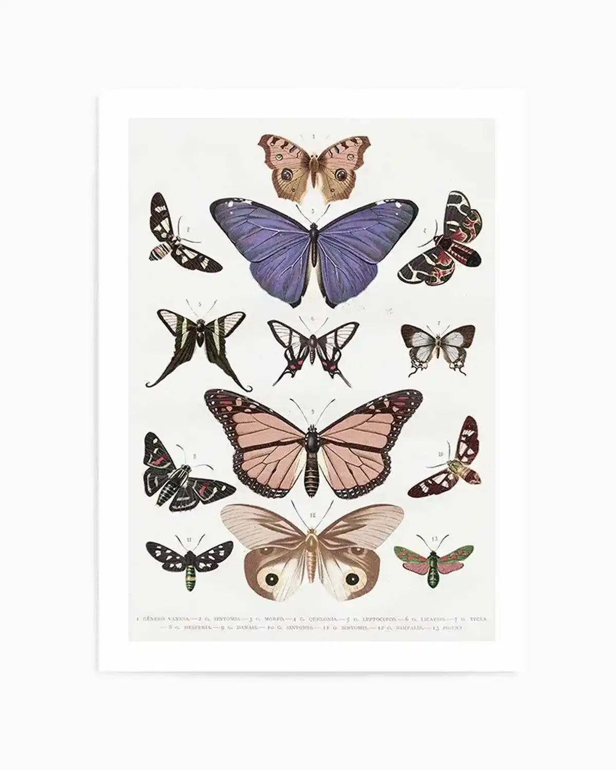 Vintage Butterfly Chart Art Print from Olive et Oriel where you can shop wallpaper and artworks online