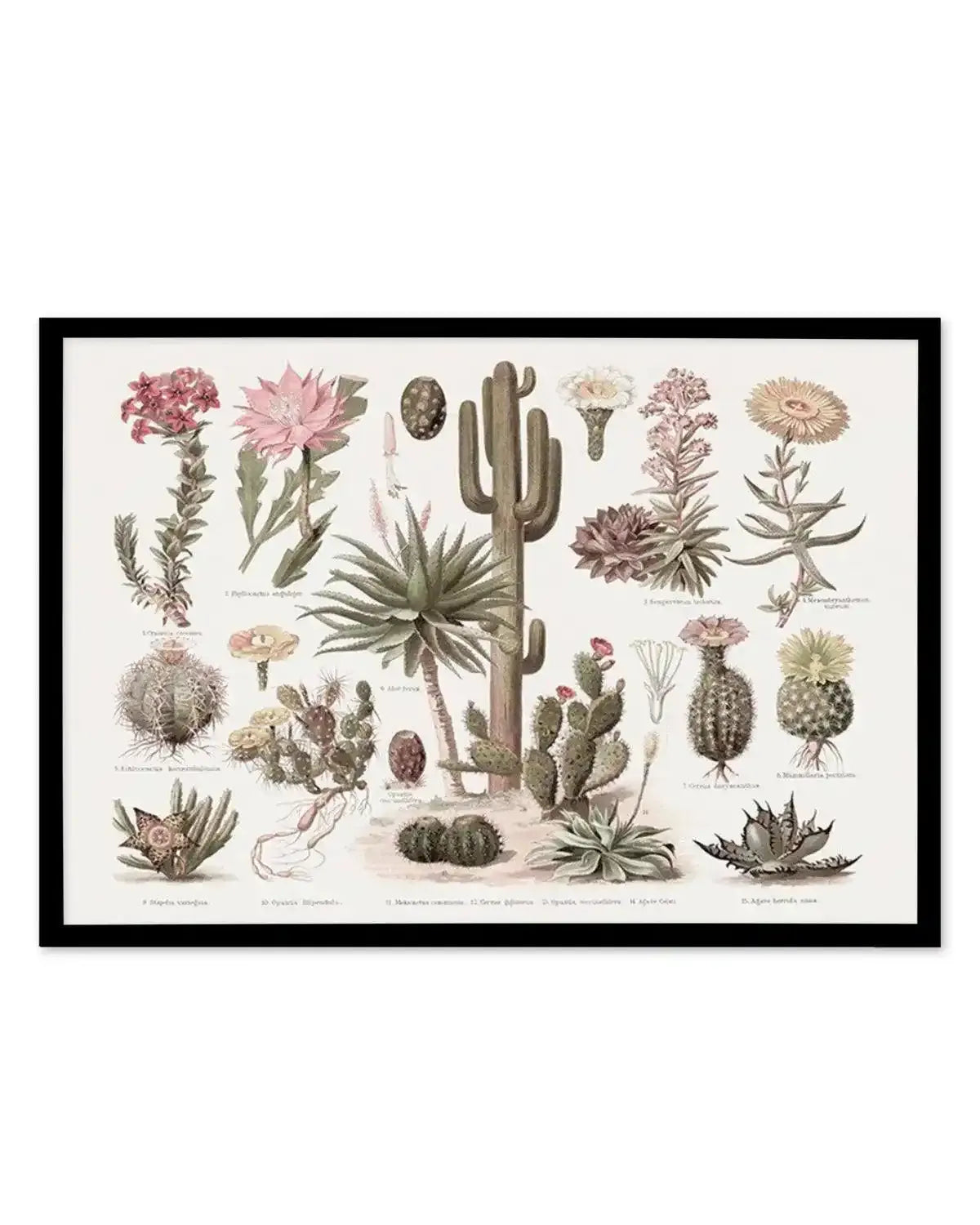 Vintage Cactus Chart Art Print from Olive et Oriel where you can shop wallpaper and artworks online