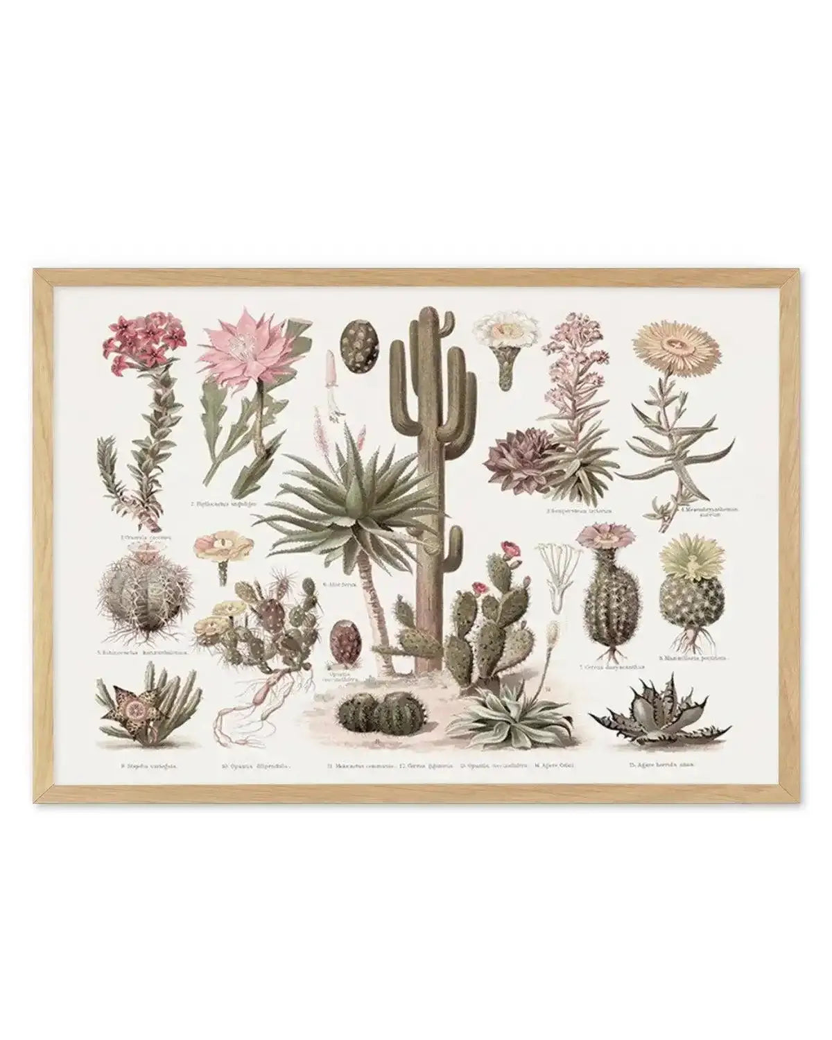 Vintage Cactus Chart Art Print from Olive et Oriel where you can shop wallpaper and artworks online