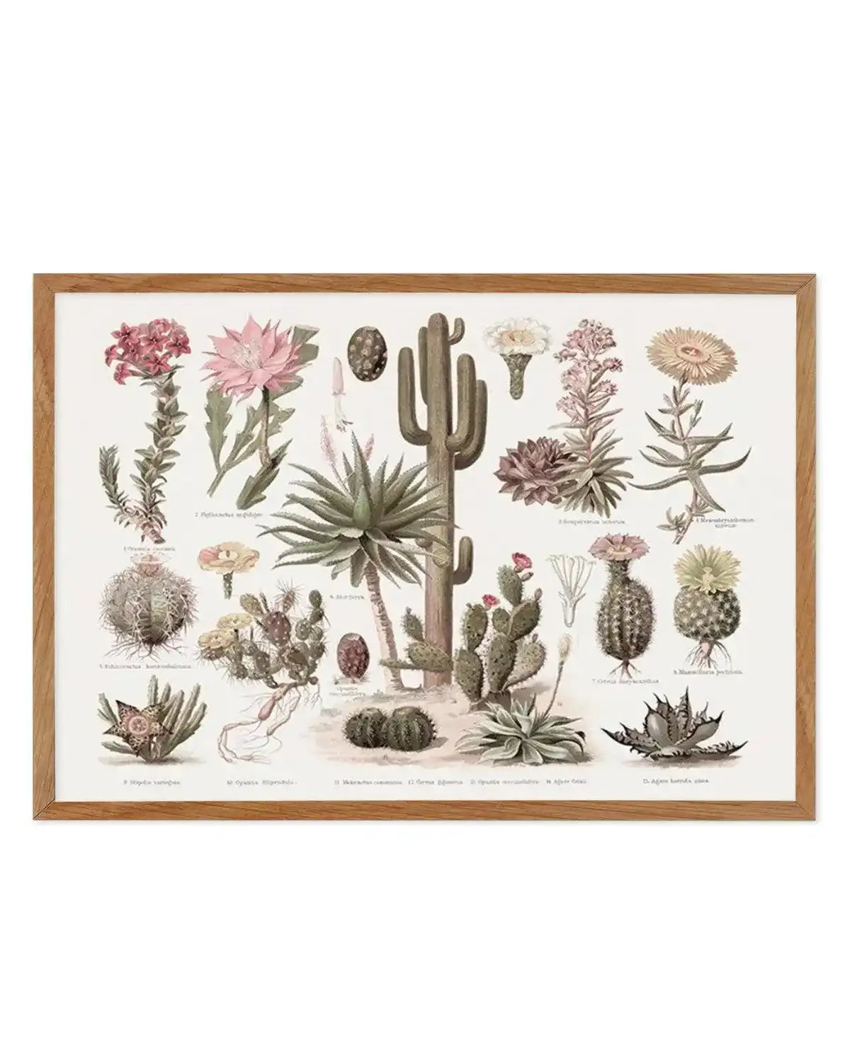 vintage succulent illustration Botanical Wall Art Print