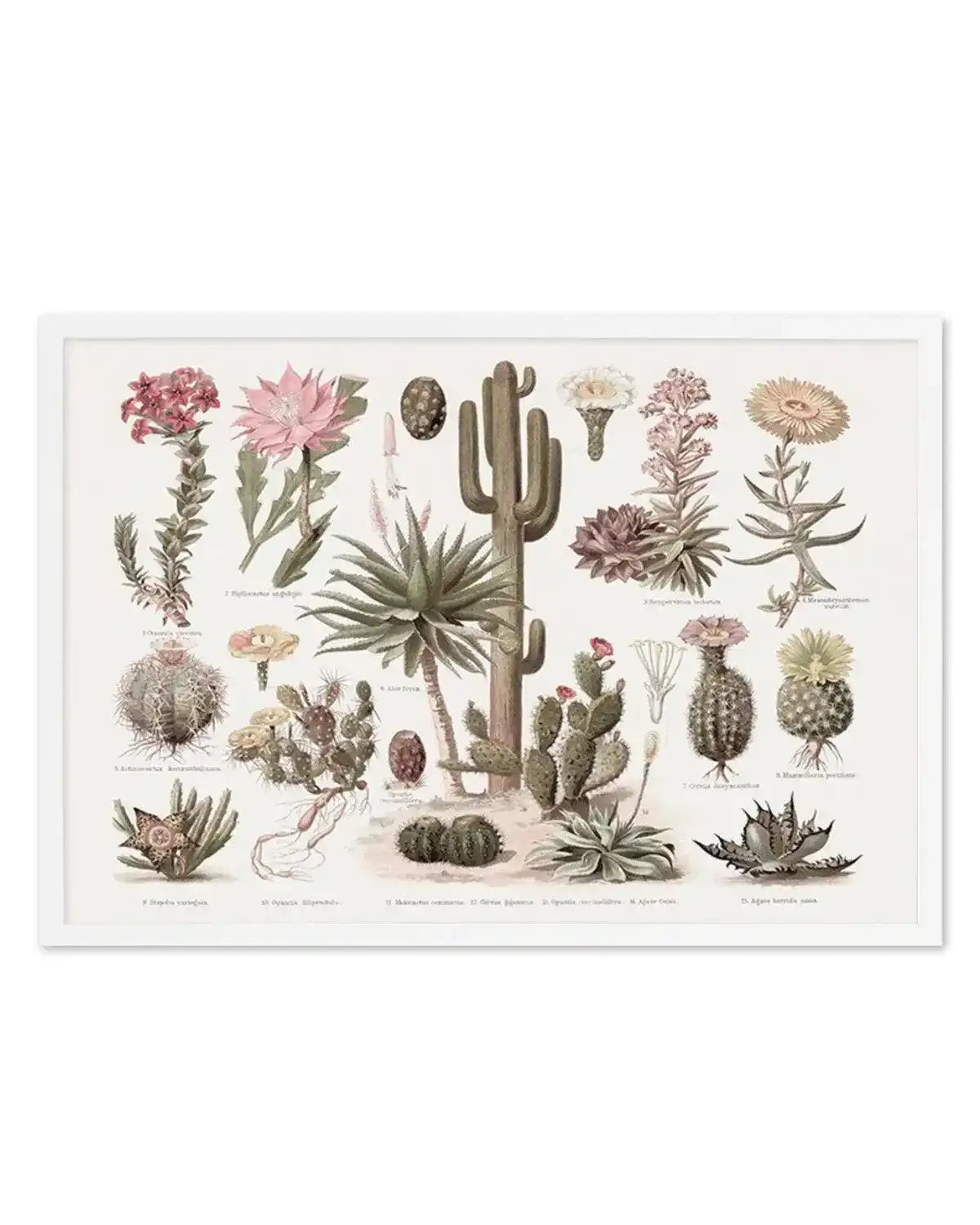 Vintage Cactus Chart Art Print from Olive et Oriel where you can shop wallpaper and artworks online