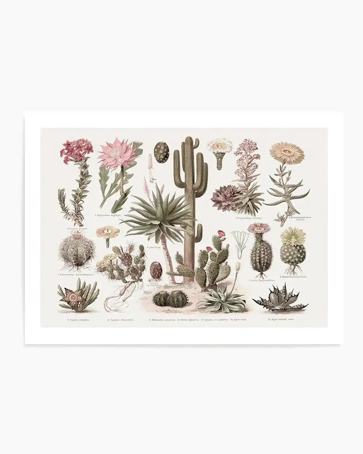 Vintage Cactus Chart Art Print from Olive et Oriel where you can shop wallpaper and artworks online