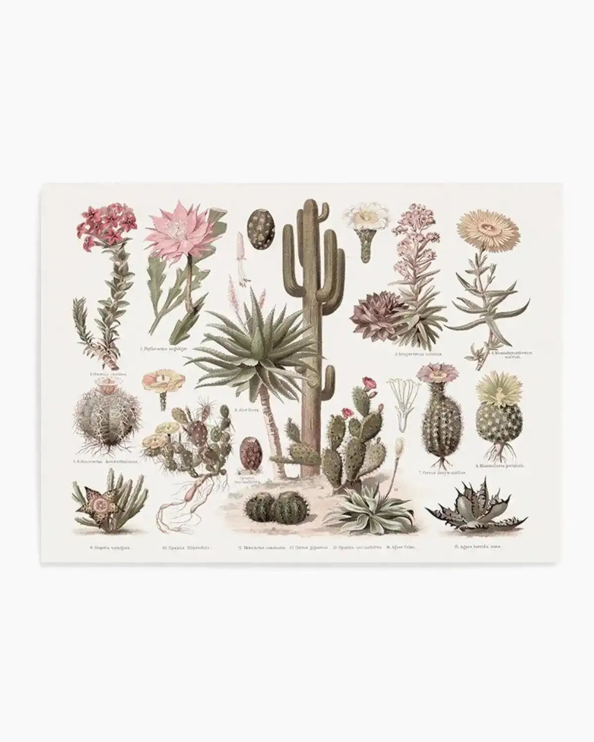 Vintage Cactus Chart Art Print from Olive et Oriel where you can shop wallpaper and artworks online