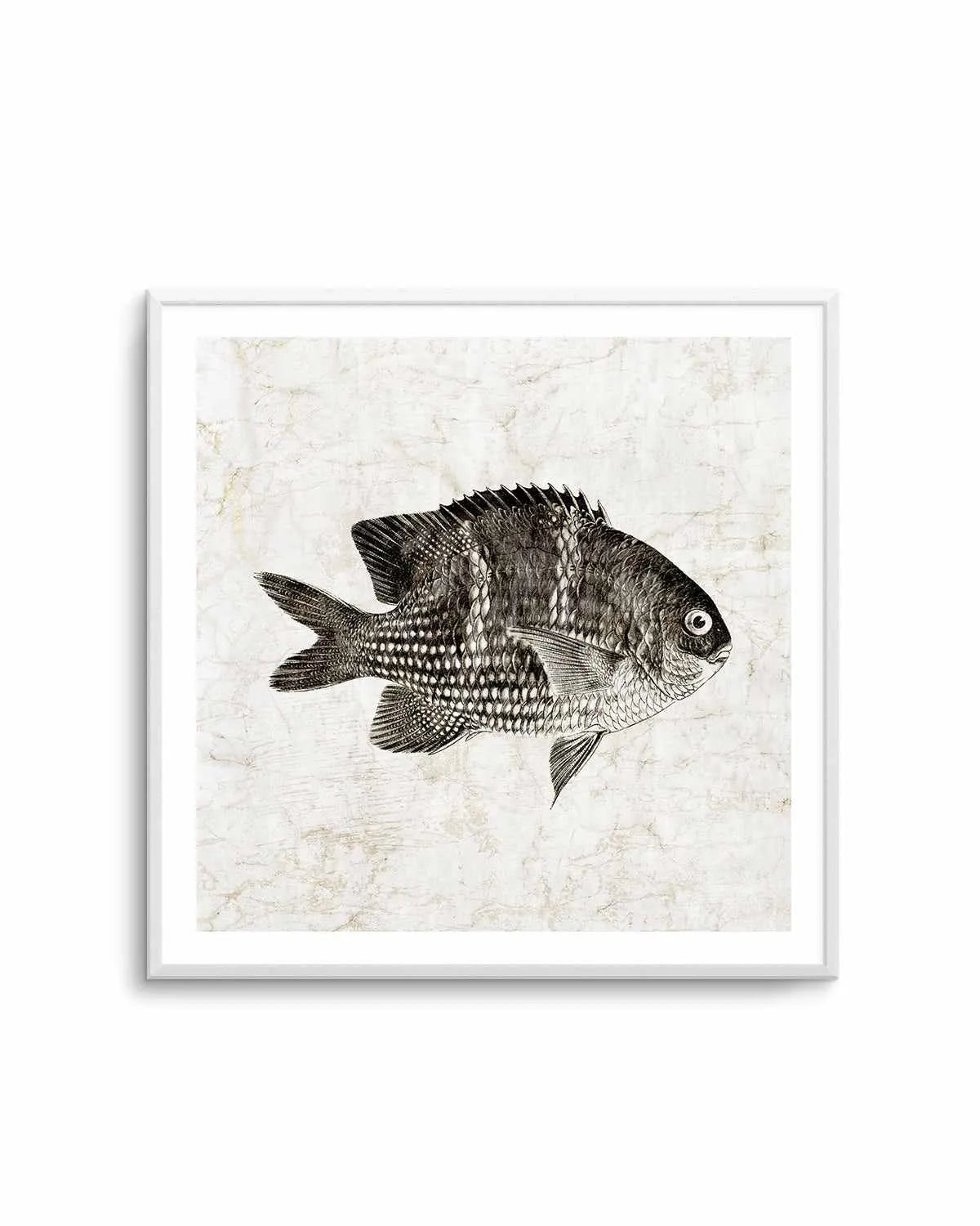 Vintage Fish I Art Print from Olive et Oriel where you can shop wallpaper and artworks online