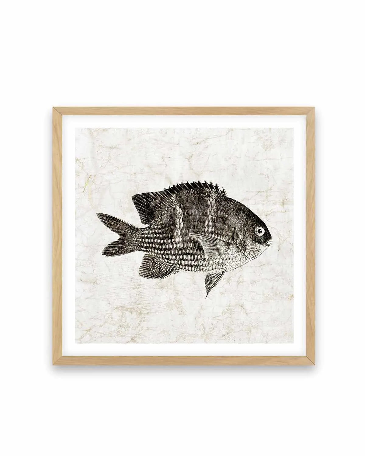 Vintage Fish I Art Print from Olive et Oriel where you can shop wallpaper and artworks online