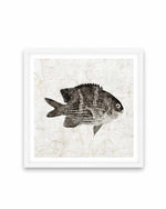 Vintage Fish I Art Print