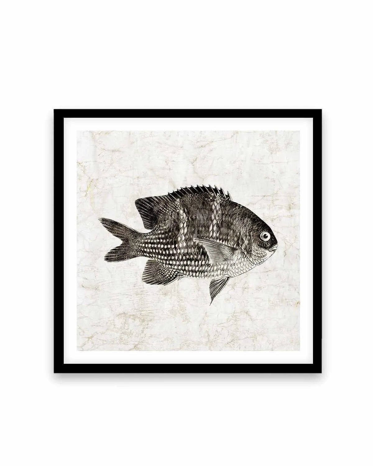 Vintage Fish I Art Print from Olive et Oriel where you can shop wallpaper and artworks online