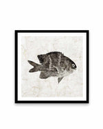 Vintage Fish I Art Print